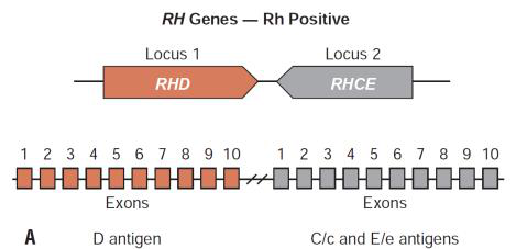 RH Genes - Rh Positive