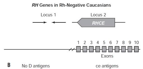 RH Genes in Rh-Negative Caucasians