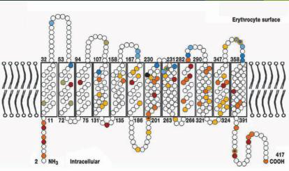 Erythrocyte protein diagram