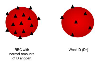 RBC with normal D and Weak D comparison