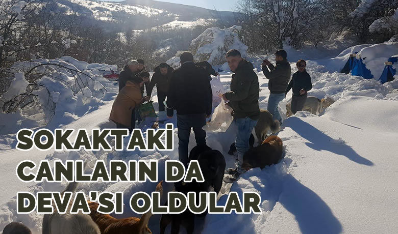 Sokaktaki Canların Da Deva’sı Oldular - Deva Partisi Samsun İl Başkanı Kebire Birer Türk: Bir siyasi parti başkanı olma kimliğinden öte, bir insan ve bir anne olarak herkesi sokaktaki canlarımıza sahip çıkmaya davet ediyorum. Çünkü kışın köpekler 17 saat, kediler ise 6 saat aç kalırlarsa maalesef donarak ölüyorlar. Bu soğuk havalarda sokak hayvanlarımıza sahip çıkalım onlar bize emanet.” dedi.