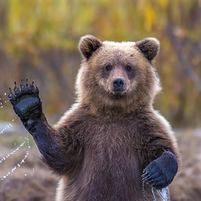 artbear@catodon.rocks