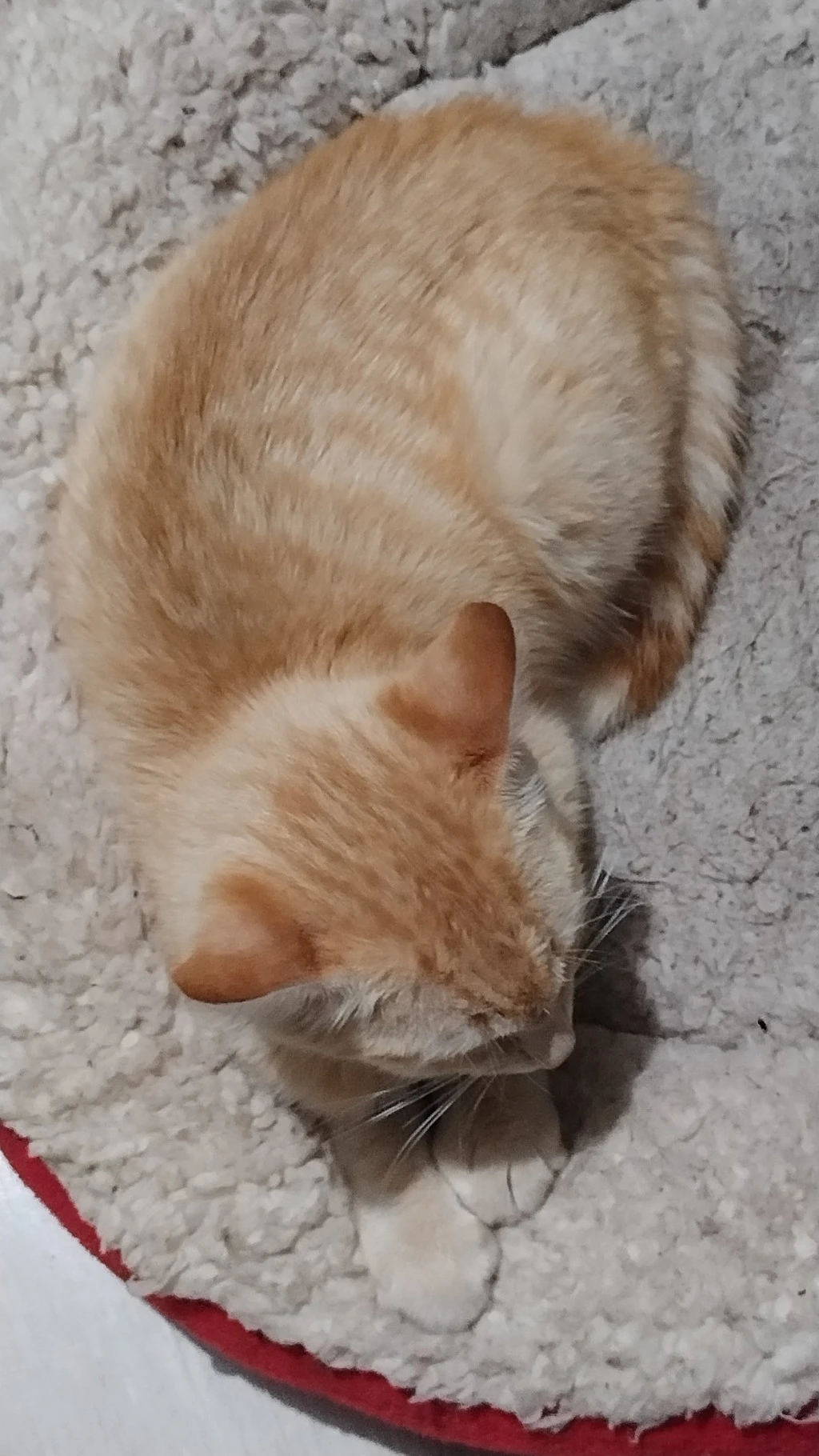 Ginger kitten taking a nap on the mattress belonging to one of the house cats. She looks like a little fox when seen from above.