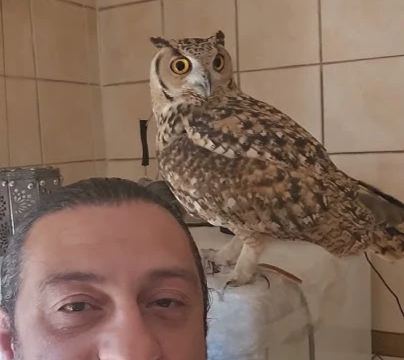 A photo (seemingly a screen capture from a capcut video) depicting a man in a home environment (seemingly in a laundry), talking while standing before an Eagle-Owl (seemingly an Eurasian Eagle-Owl, Bubo bubo) perched atop a washing machine.