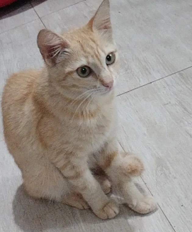 Ginger kitten sat down on the living room, staring with dark green eyes.