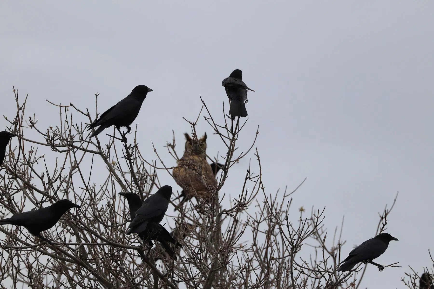 Lots of corvids perched around an Eagle-Owl on the treetops.