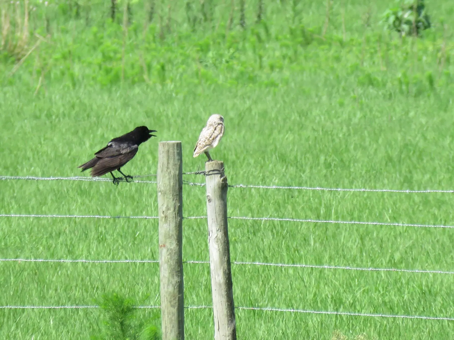 A corvid cawing at a burrowing owl perched on a fence pole.