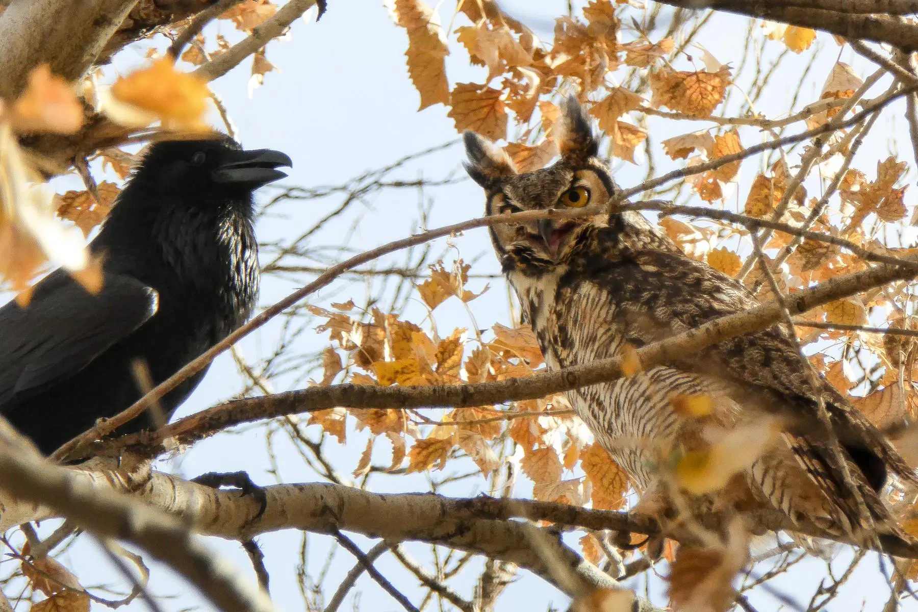 Another Eagle-Owl hissing at a nearby, dissimulating corvid perched on a nearby tree branch.