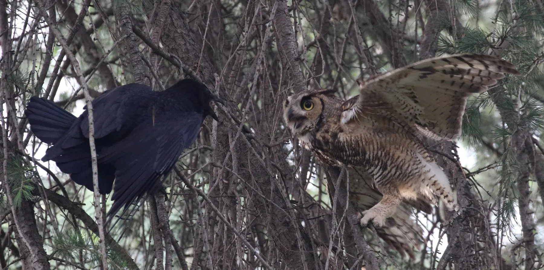 Eagle-Owl hissing at a corvid perched in a tree branch nearby.