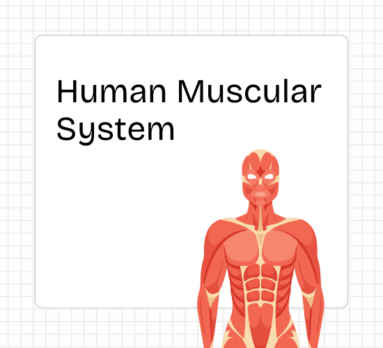 Human Muscular System