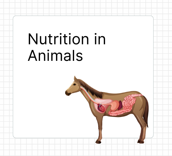 Nutrition in Animals