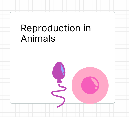 Reproduction in Animals