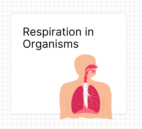 Respiration in Organisms