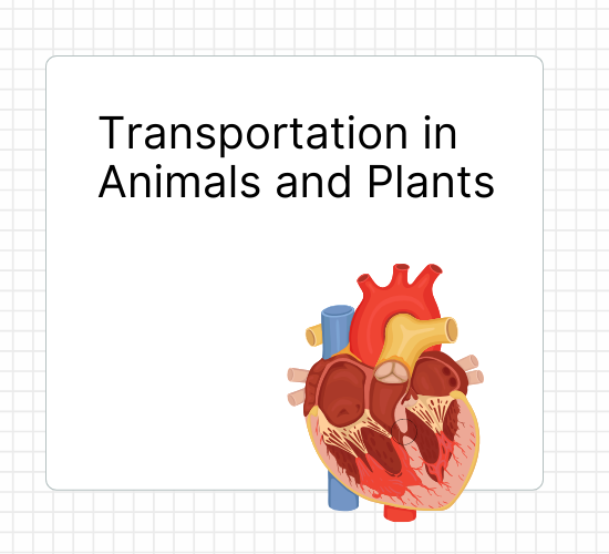 Transportation in Animals and Plants