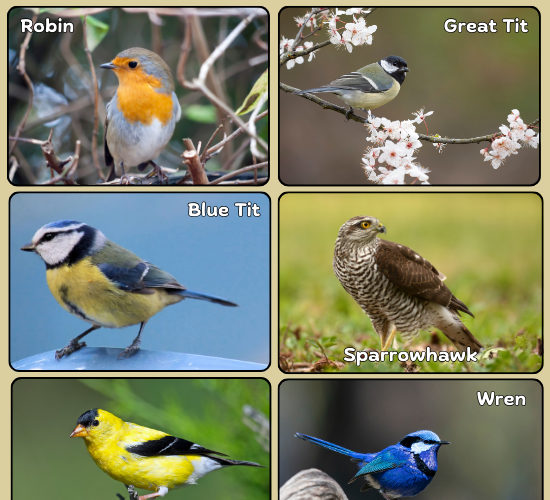 British Birds Display Photos
