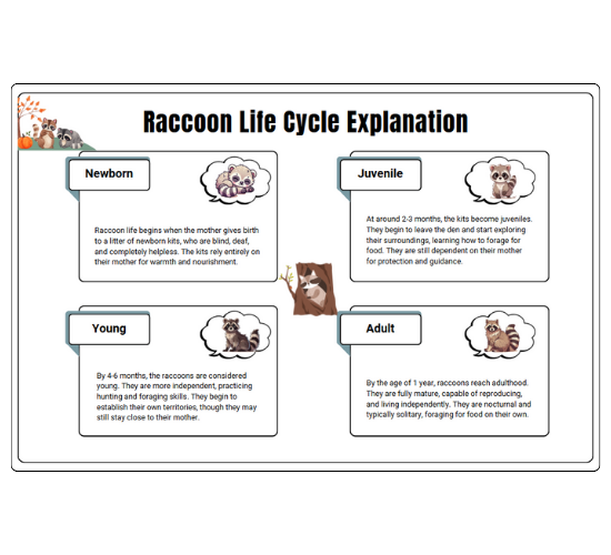 Raccoon Life Cycle Explanation