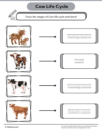 Cow Life Cycle Word Tracing