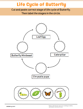 Butterfly Life Cycle Cut and Paste Activity