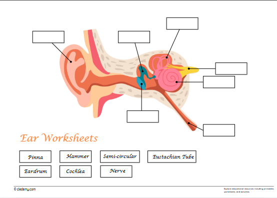worksheet