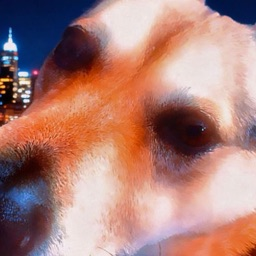 King doggy god of all doges
