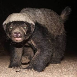 770Badger
