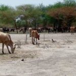 Rizeigat leader announces start of annual cattle migration to S Sudan
