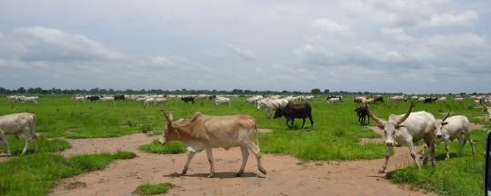 First Akop county commissioner in Tonj hails appointment