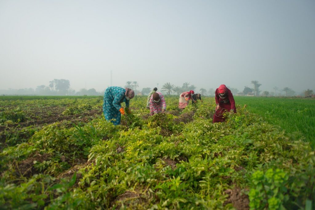 Monufia Girls: Victims of Agricultural Value Chains in Egypt