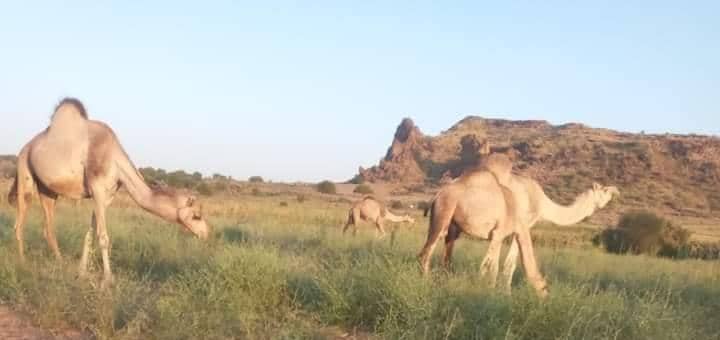مزارعون يشكون من تعديات الرعاة في غرب دارفور