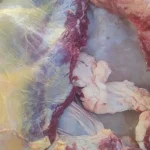 لحوم بأختام مزورة.. تموين أسيوط يضبط جزارًا ويحرر محضرًا بالواقعة (صور)