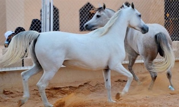Veterinary Services Begins Microchipping Horses at the Pyramids