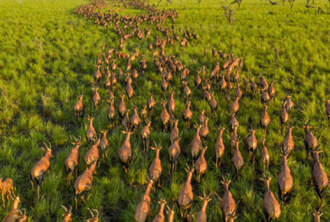 UNESCO listing puts South Sudan’s vast wildlife migration on world map