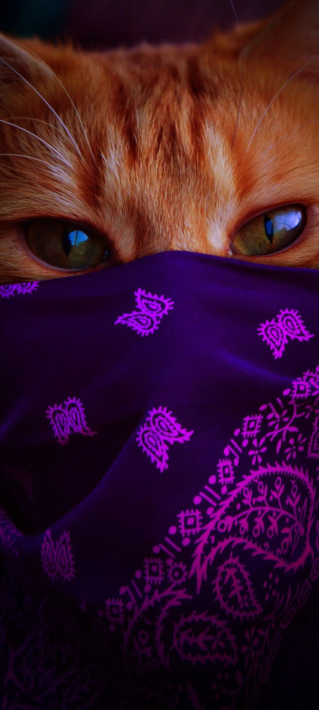Cat Wearing Purple Mask Stylish Creative Wallpaper