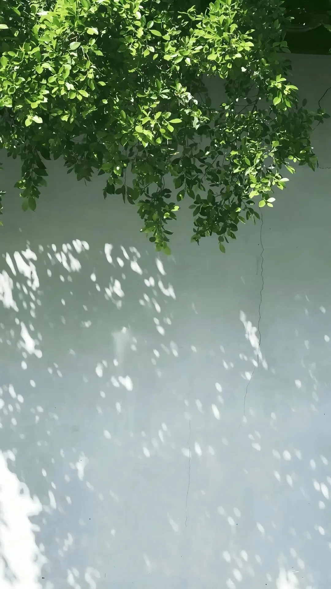 Clear Wall with Flowing Lush Forested Landscape Image