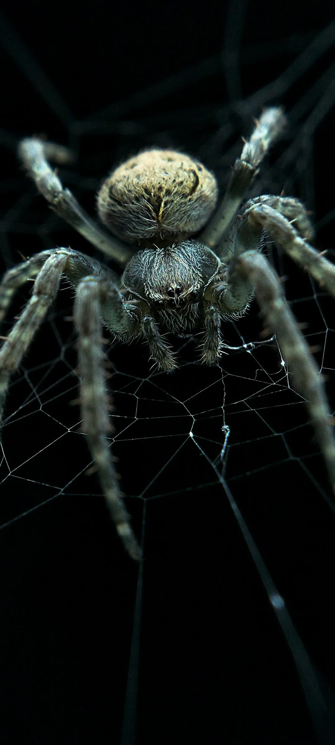 Close Up View of a Spider on Dark Black Surface Wallpaper