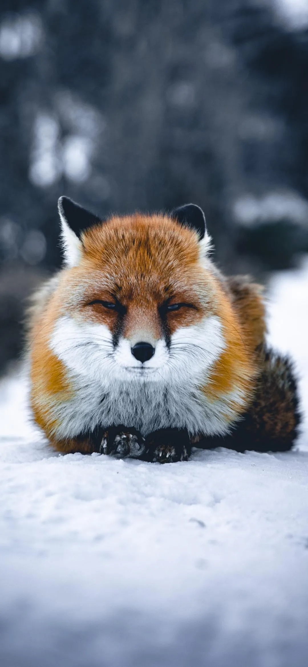 Cute Fox Sitting in Snowy Winter Landscape View Wallpaper