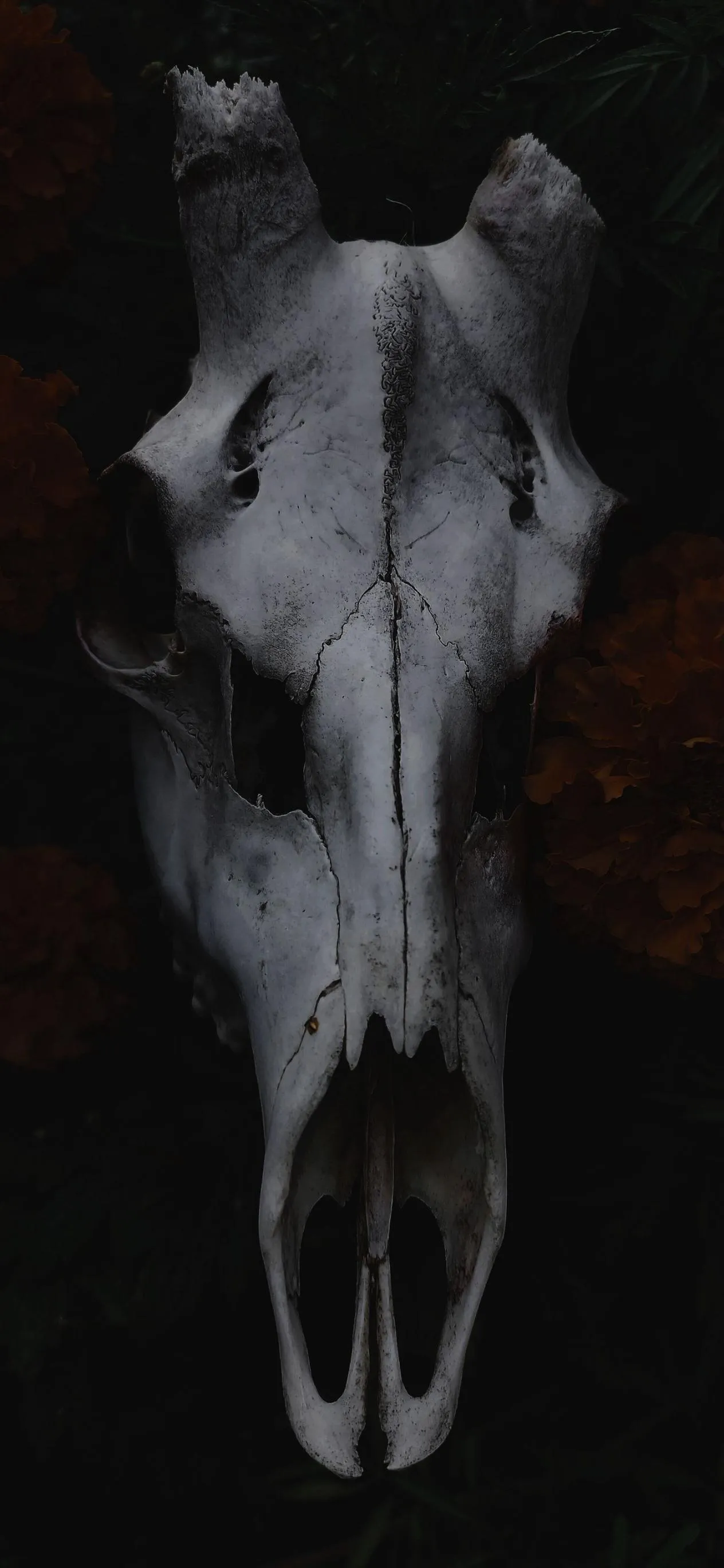 Dark Artistic Skull Symbolizing Mystery and Decay Wallpaper