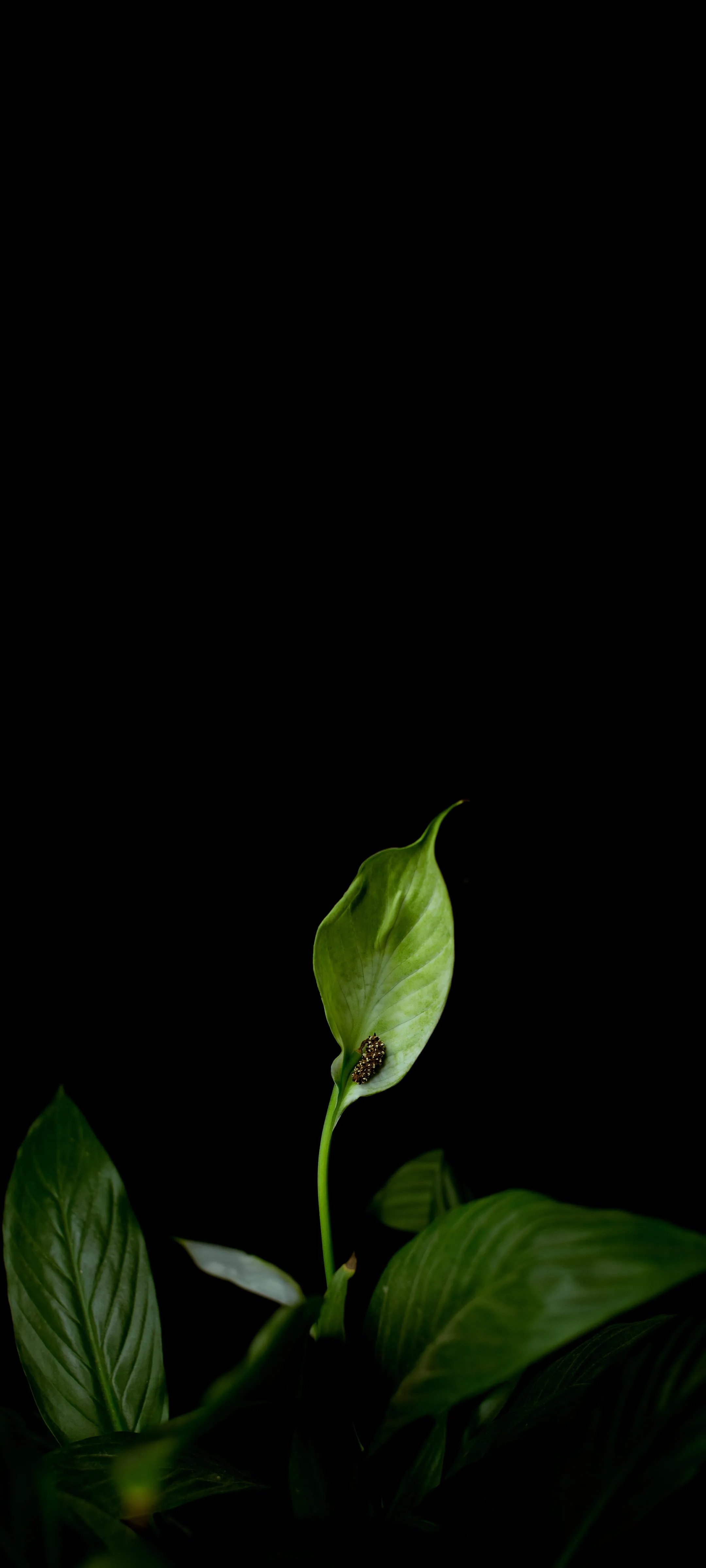 Dark Minimal Green Leaf Art for Nature Inspired Look