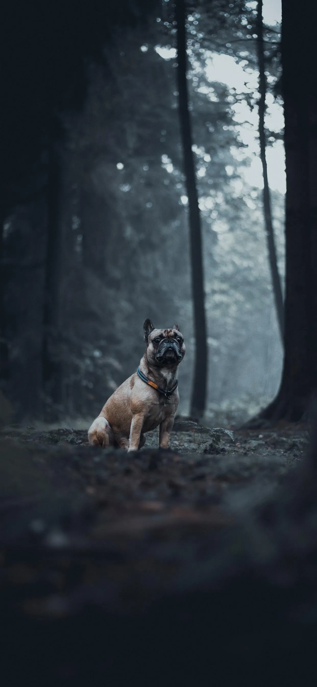 Dog Standing Alone on a Path in Dark Forest Mist Wallpaper