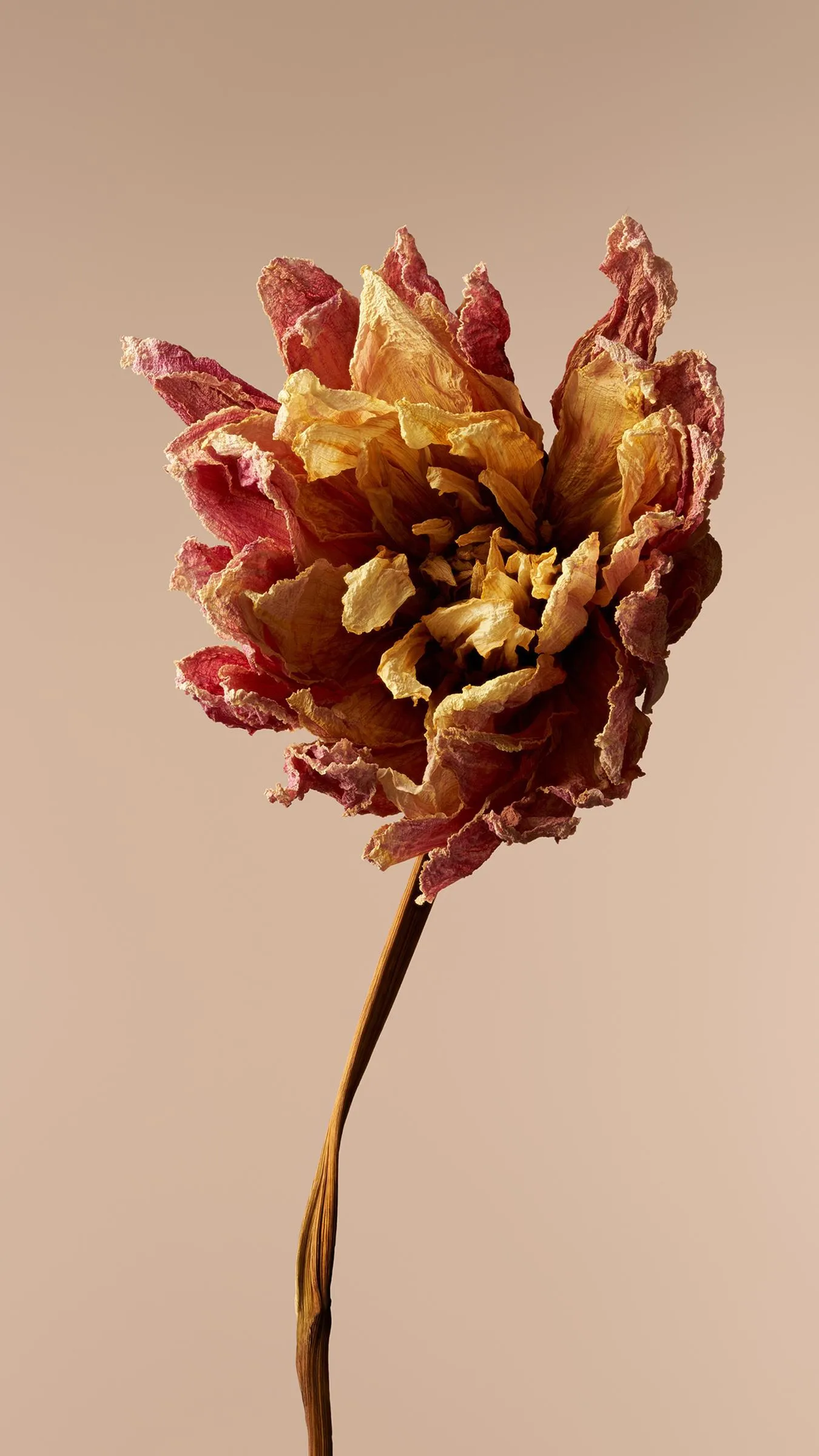 Elegant Dried Flower Minimal Aesthetic Phone Wallpaper