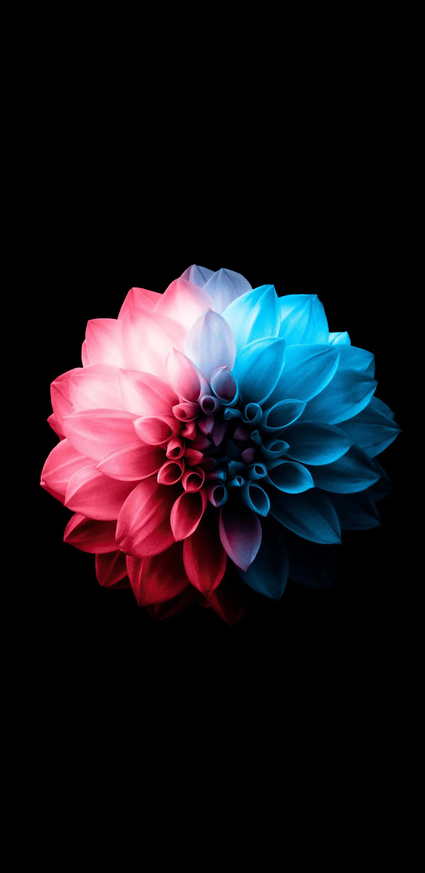 Elegant Flower Burst Art with Dual Tone Lighting Wallpaper