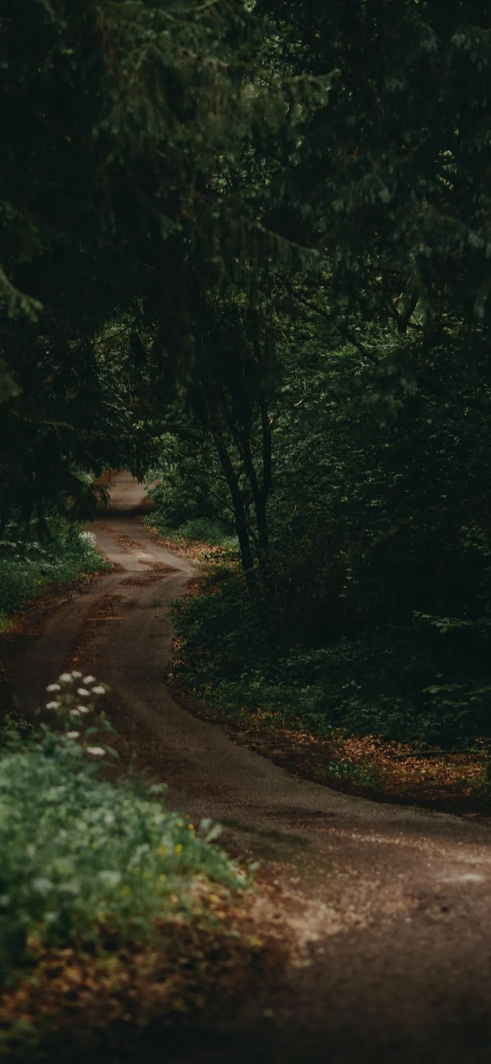 Peaceful Forest Trail with Green Nature Pathway Wallpaper