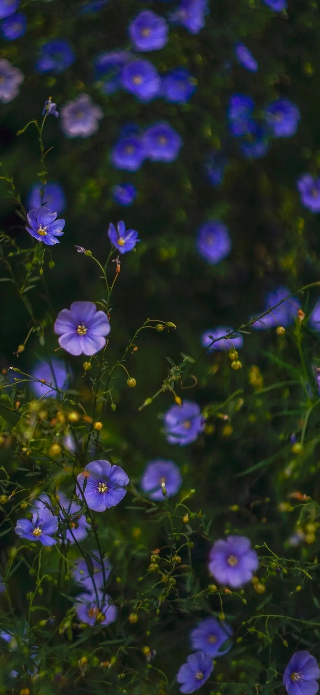 Purple Wildflowers Close Up Nature Photography Wallpaper
