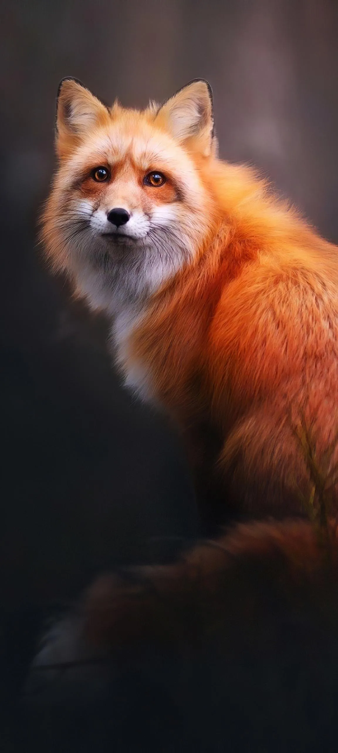 Red Fox Portrait in Natural Outdoor Environment Wallpaper