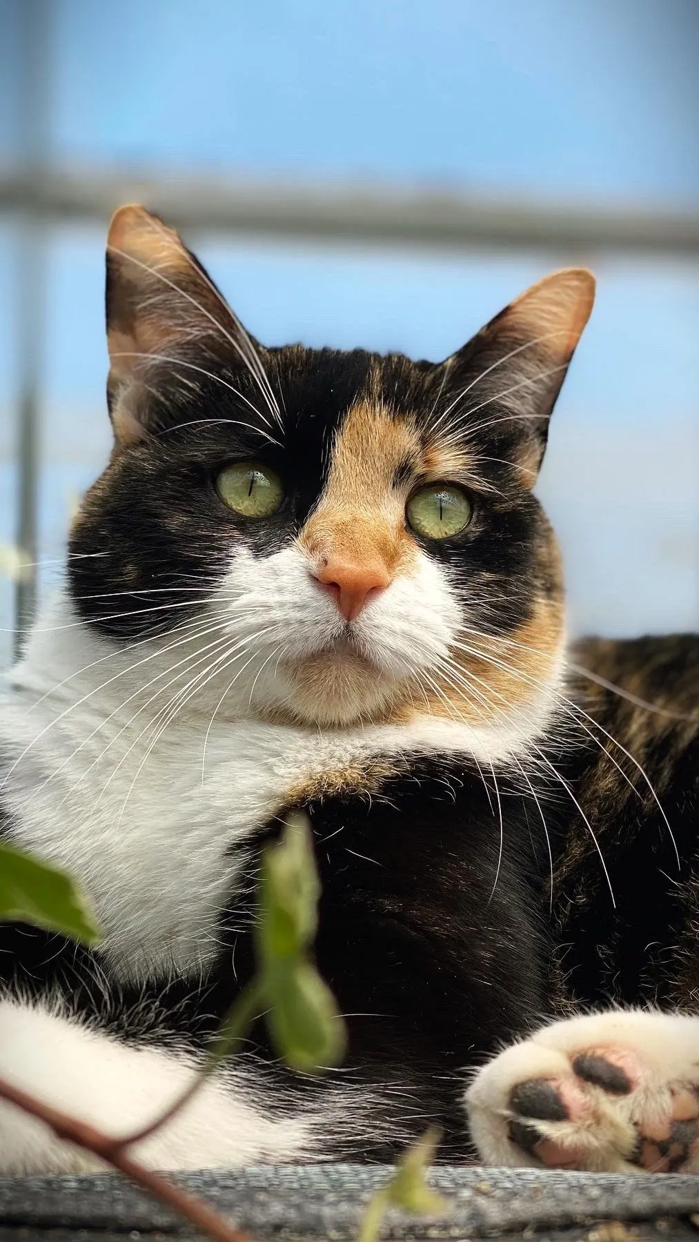 Aesthetic Cat Mobile Wallpaper For Free Download