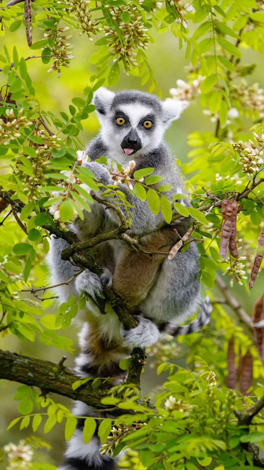 Cute Animal Mobile Wallpaper For Free Download