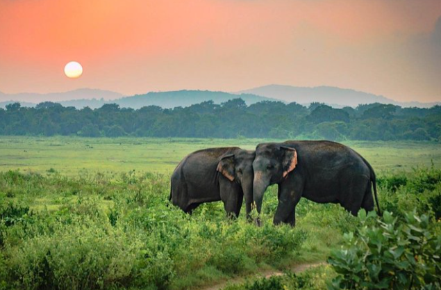 Sri Lanka Wild Trails - 6 Nights / 7 Days