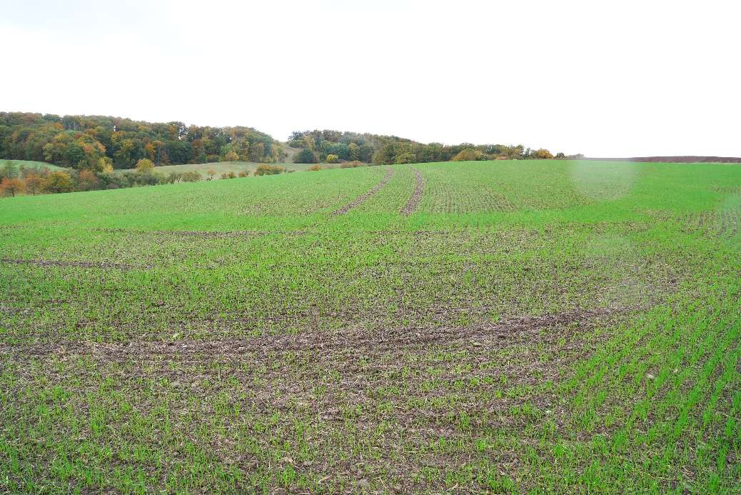Grundstück in Nordhausen, 99734, Das Haardfeld, mit grüner Wiese und Bäumen im Hintergrund, landwirtschaftlich genutztes Ackerland