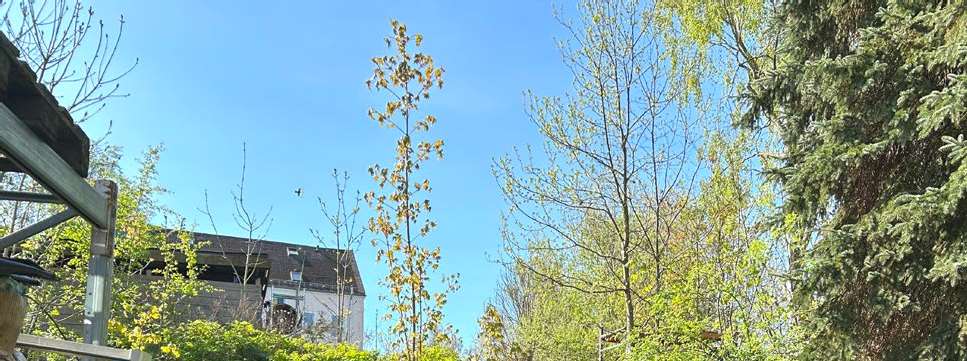 Gartenbereich mit jungen Bäumen und Sträuchern, im Hintergrund ein Gebäude unter klarem blauen Himmel, Chemnitz, 09112