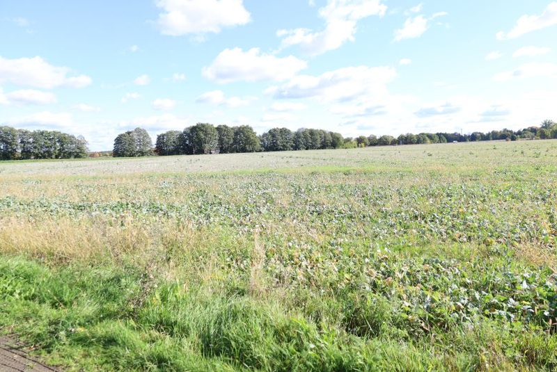 Sonstiges — Land- und forstwirtschaftlich genutztes Grundstück in Großkmehlen